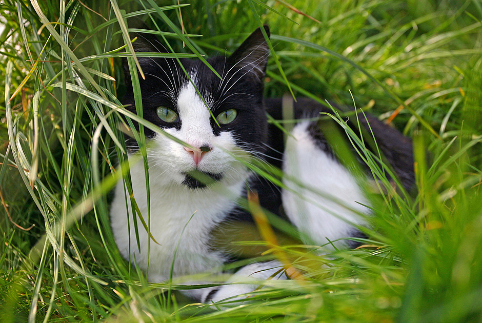 Senior - Cat_senior.jpg