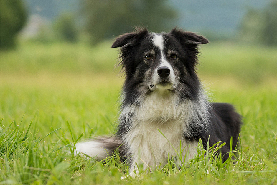 Kastriert - neutered_dog.jpg