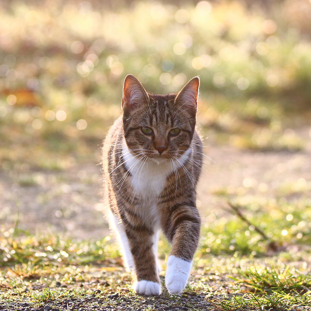 Cat Early Kidney & Joint von Virbac Bild 5