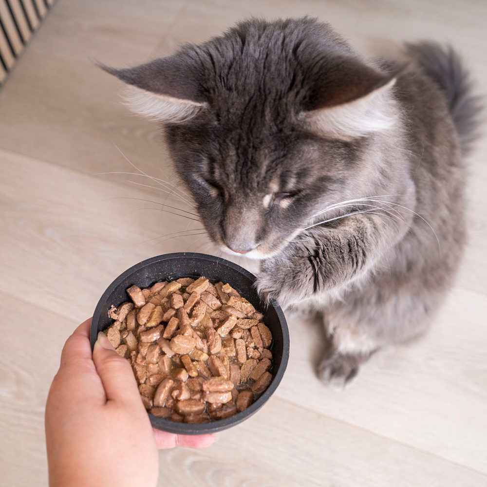 Adult Neutered Cat with Salmon Nassfutter von Virbac Bild 3