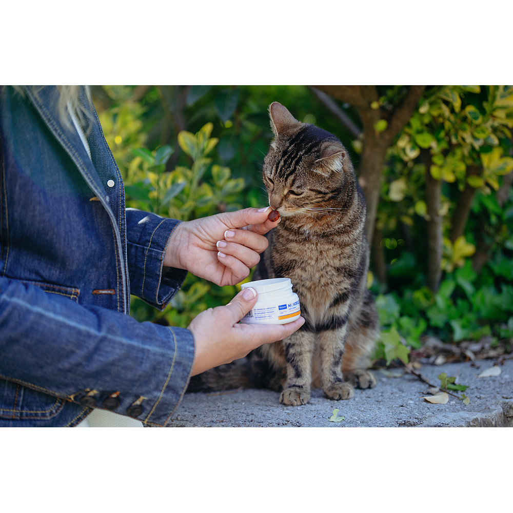 Movoflex Soft-Chews f�r Katzen von Virbac Bild 2