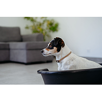 Zenidog Halsband mit beruhigenden Pheromonen kleine Hunde von Virbac Bild 3