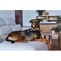 Zenidog Halsband mit beruhigenden Pheromonen kleine Hunde von Virbac Bild 5