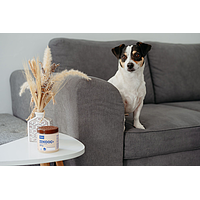 Zenidog Gel - Diffuser mit beruhigenden Pheromonen f�r Hunde von Virbac Bild 3