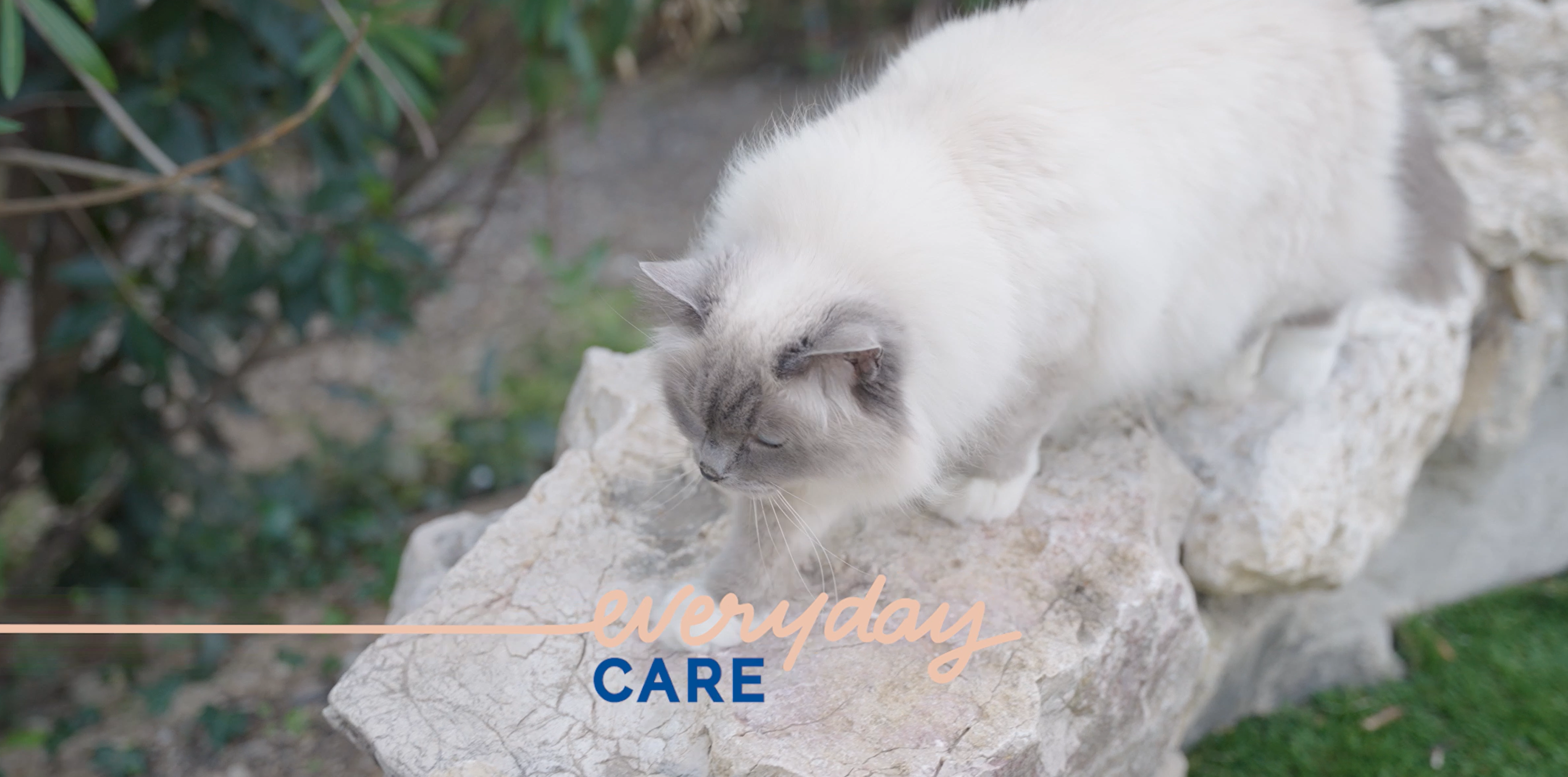 Allerderm Foam Cleanser Video